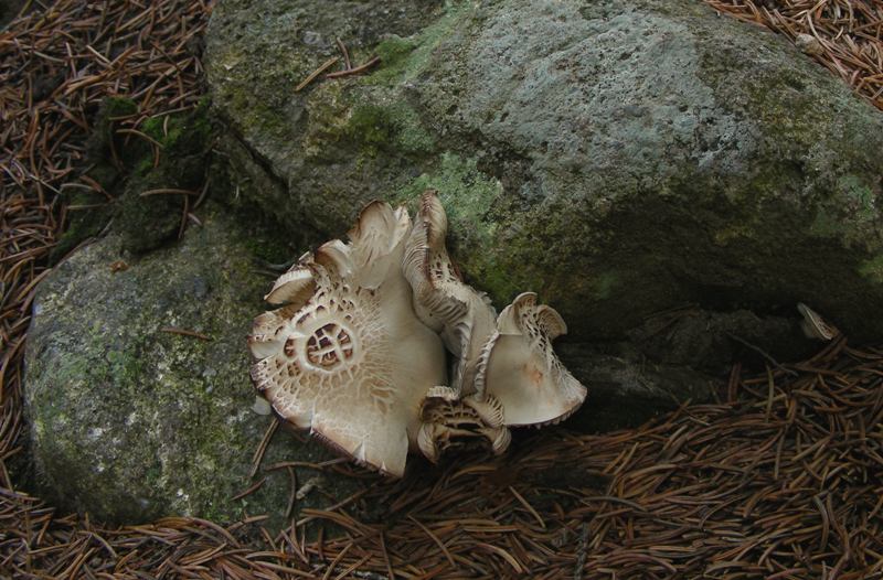 Proposta di studio di Tricholoma saponaceum